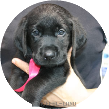 レッド(NORBLE 男の子)